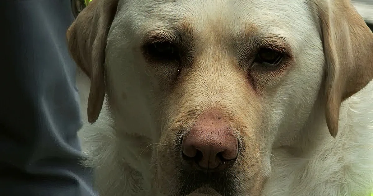 Entitled Commuter Harasses Blind Man and His Guide Dog