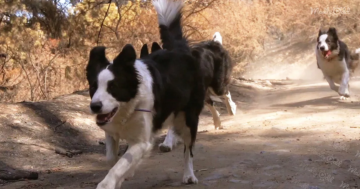 Border Collies Replant Seeds in Forests After Wildfire