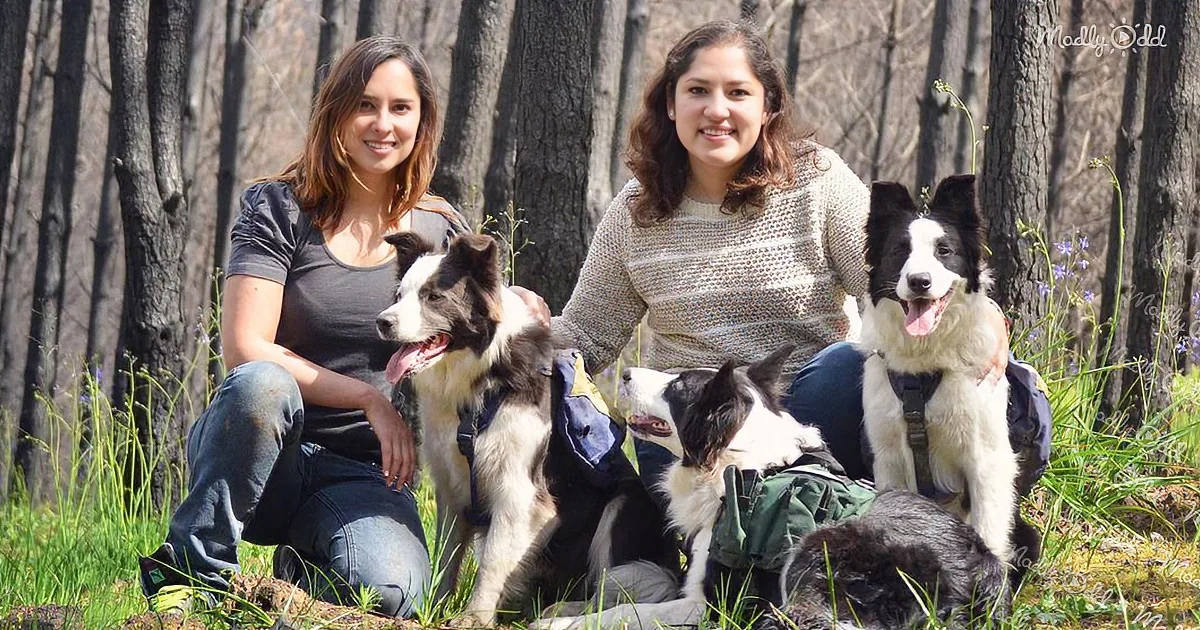Two women sit with three Border Collies in a forest, each dog wearing a backpack.