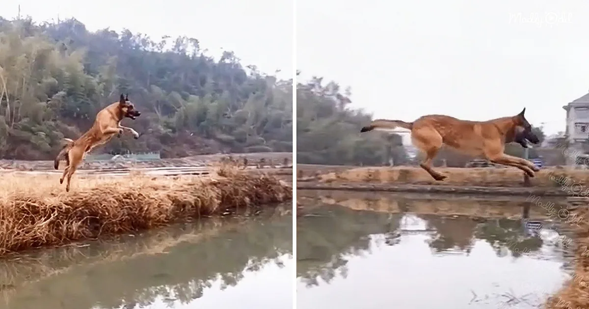 A brown dog leaps over a body of water, with a grassy bank and trees in the background.