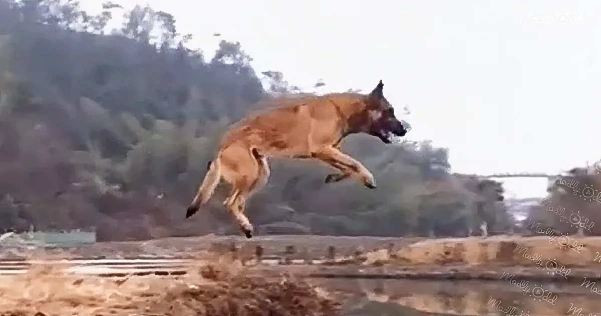 A dog leaps mid-air over a sandy area with trees in the background.