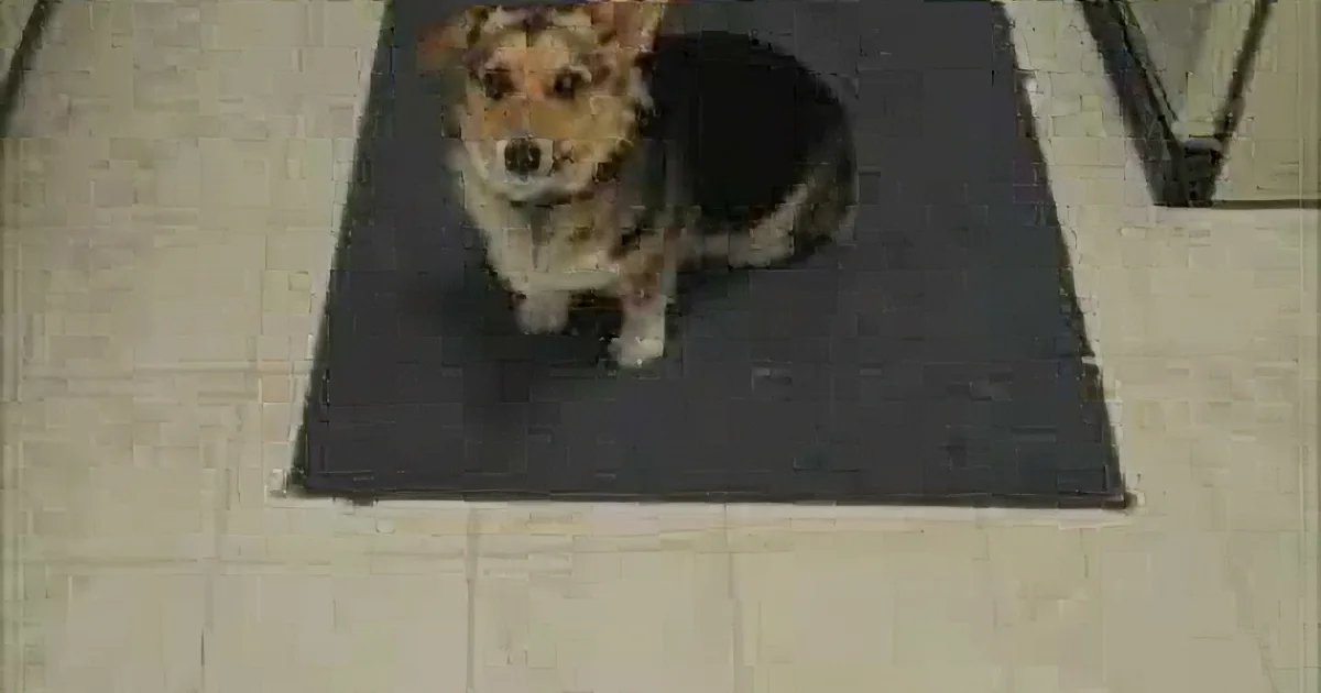 Kinney the Curious Corgi Only Answers to the Beatles