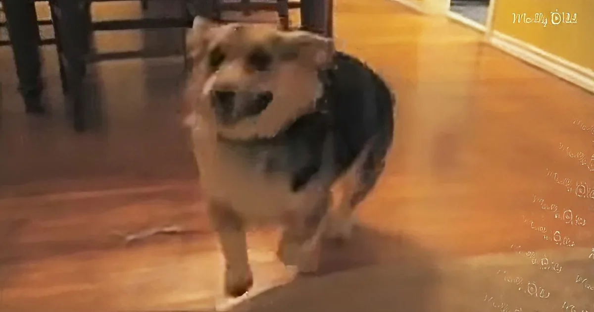 A dog with a black vest walks on a wooden floor, looking slightly to the left.