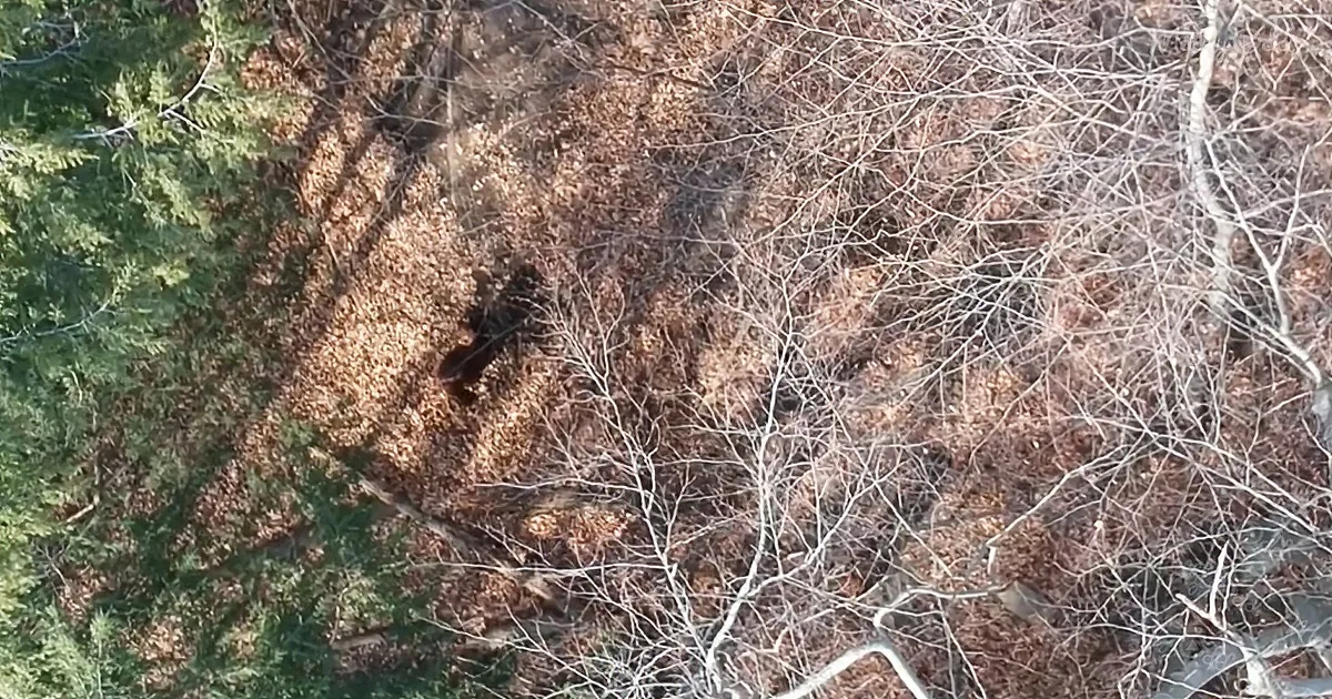 A bear is partially obscured by fallen leaves and branches in a forested area.
