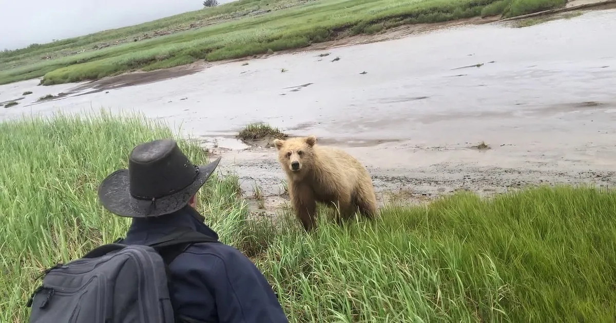 A man in a hat and backpack stands facing a light brown bear near a grassy riverbank.