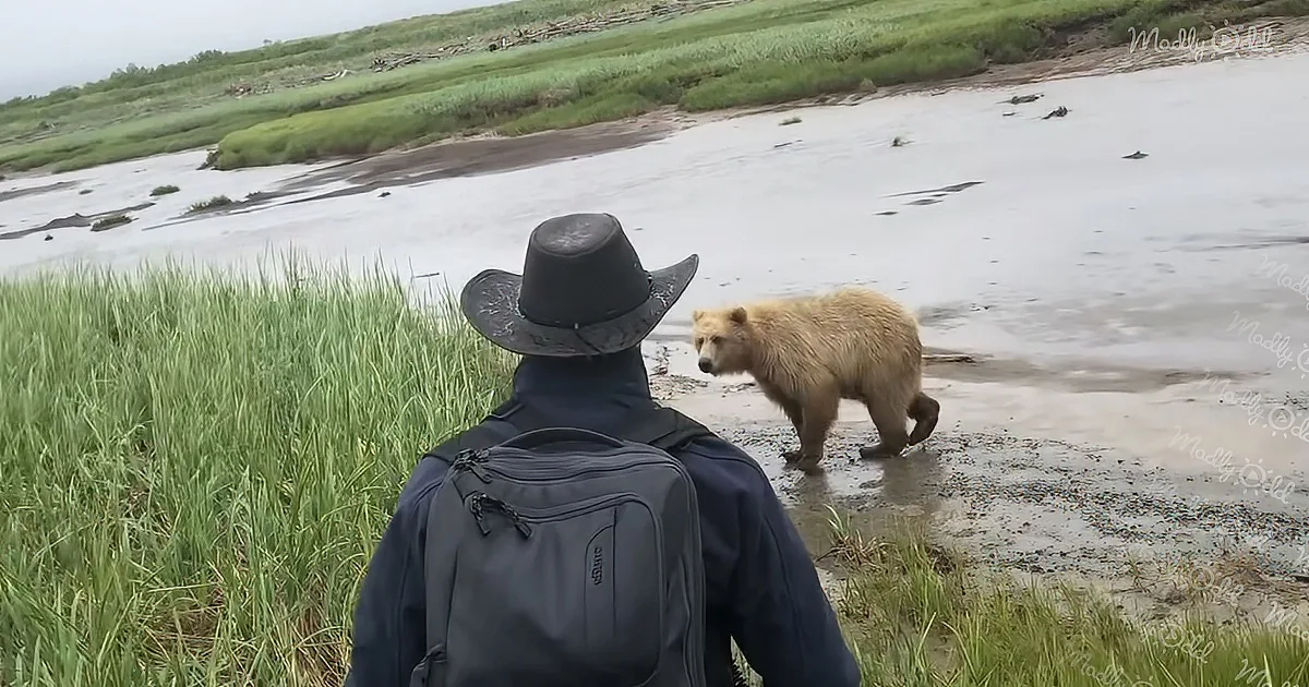 A person in a cowboy hat and backpack observes a light brown bear near a wetland.