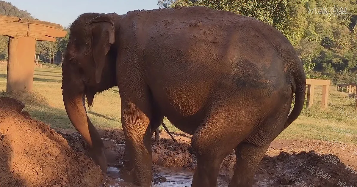 An elephant covered in mud walks through a muddy area, surrounded by grass and trees.