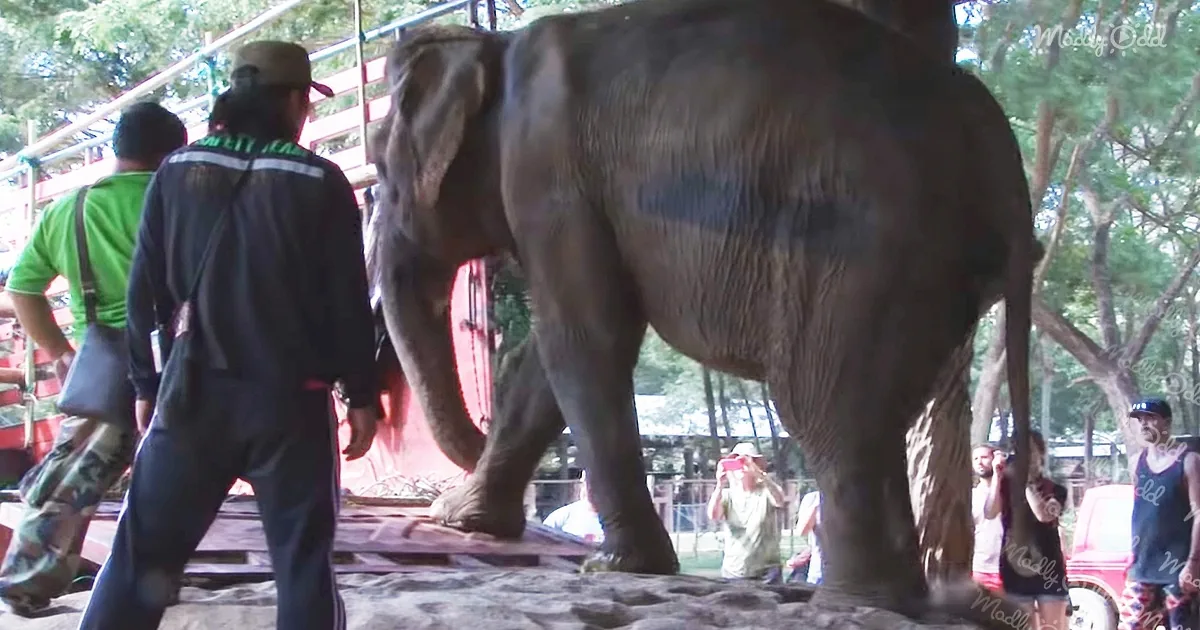 73-Year-Old Elephant Rescued From Years of Torture
