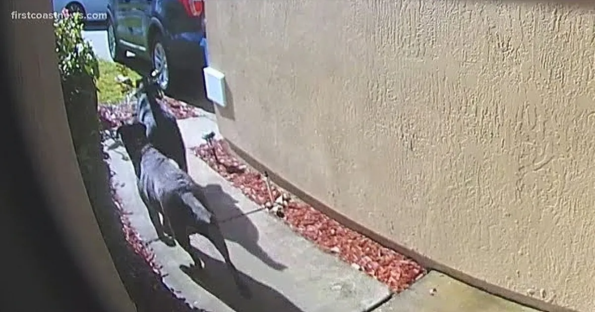 Heroic Dogs 'Ring' Neighbor When Owner Suffers a Stroke