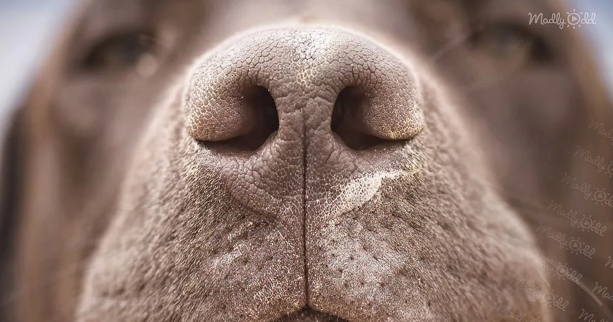 Nose Scanning App Helps Locate Lost Dogs
