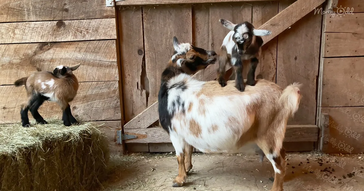 Baby Goats: 'I Got Your Back, Mom!'