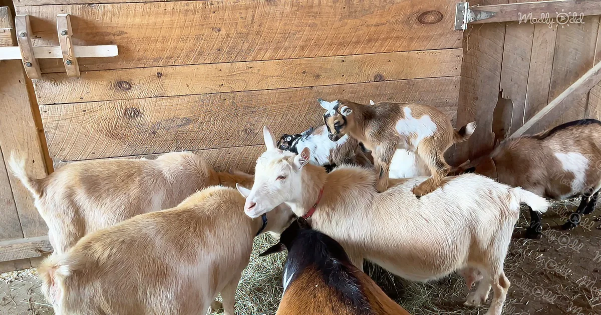 A group of goats, including one with a white face, are gathered in a wooden barn, some standing and others lying down.