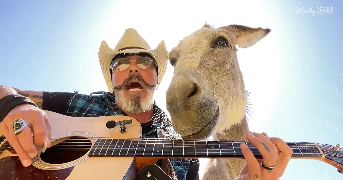 A man in a cowboy hat plays guitar next to a donkey under a bright sun.