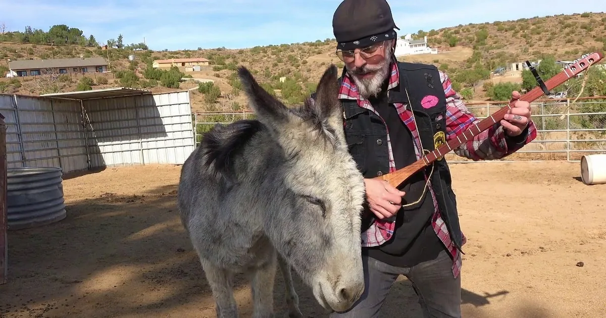 'Pancakes for Breakfast' by Christopher Ameruoso (And Lilly the Donkey)