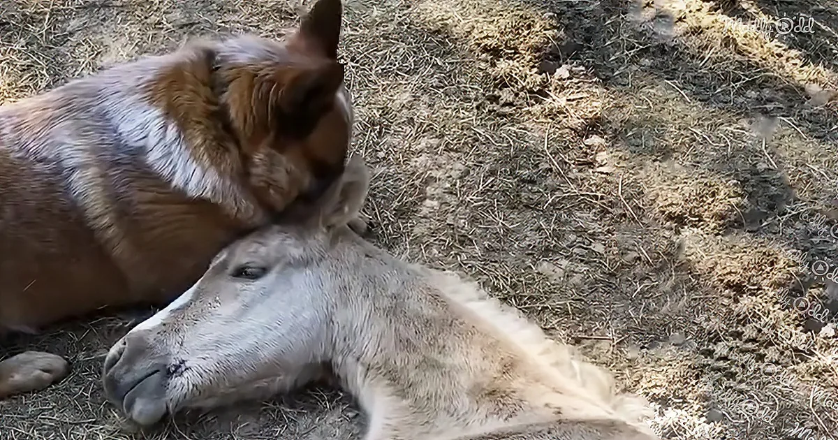 A brown dog gently rests its head on a white horse lying on the ground.