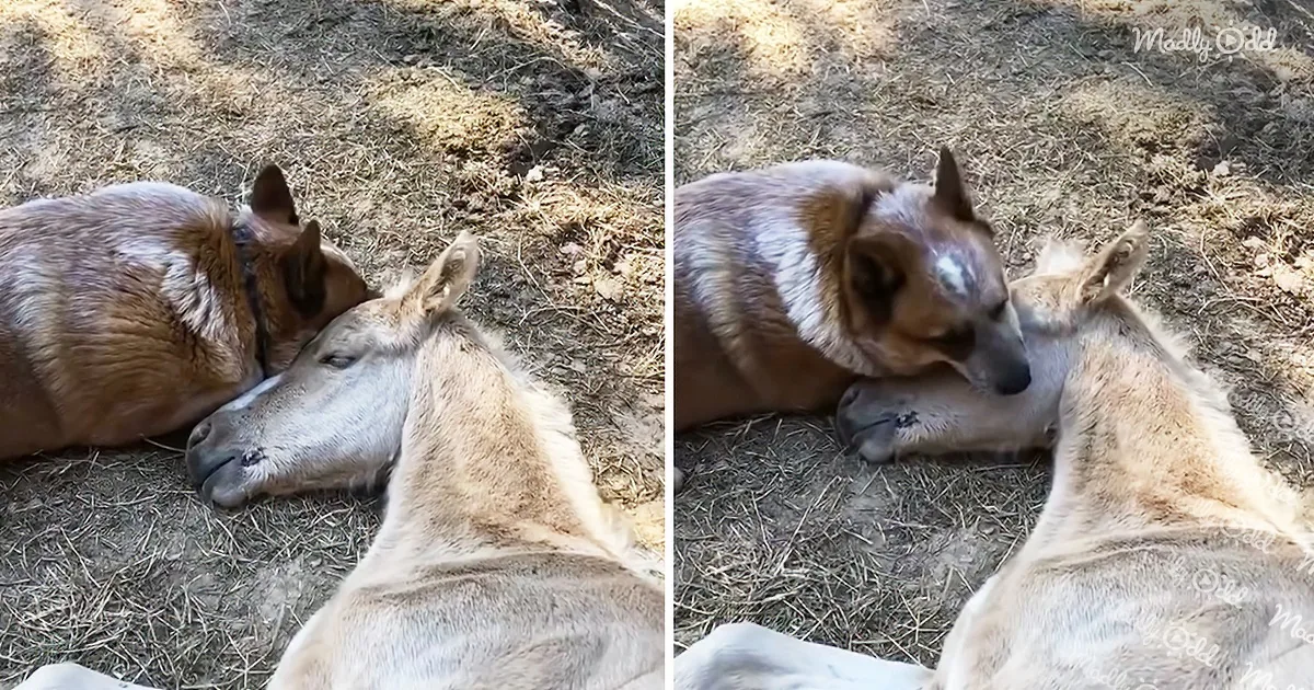 Adorable Dog Takes Care of an Orphaned Foal