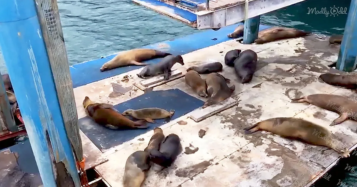 Sea lions lounging on a weathered dock by the water.