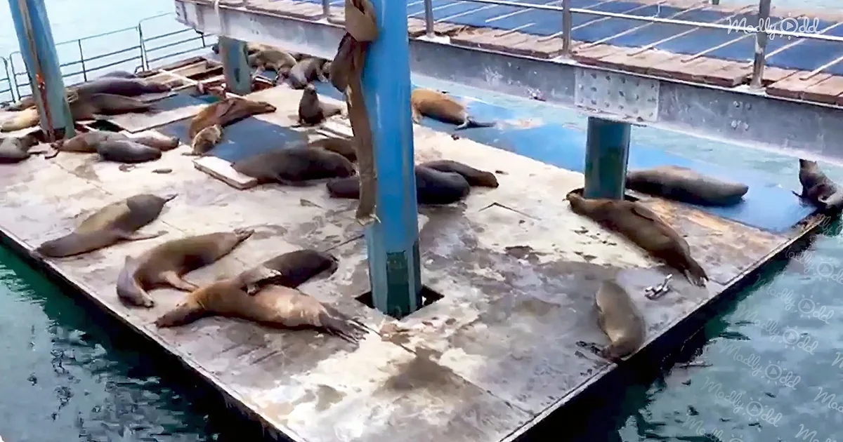 Sea Lions Hold a Burping Contest on a Hijacked Barge