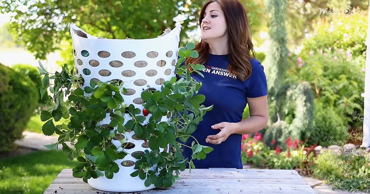 A woman holds a white polka-dot container with a strawberry plant, standing outdoors in a garden.