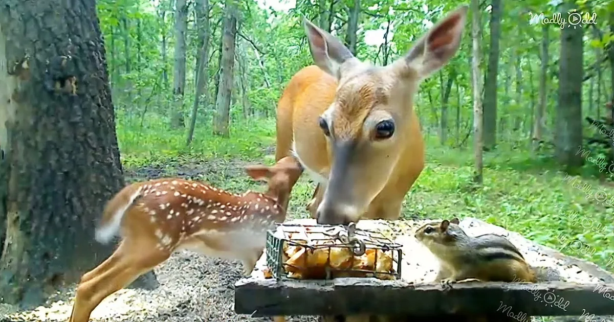 A fawn and a deer share a meal with a chipmunk at a bird feeder in a forest.