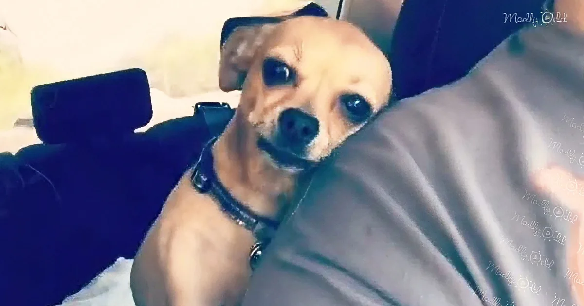A small dog with a black collar sits on a person's lap, looking up with a curious expression.