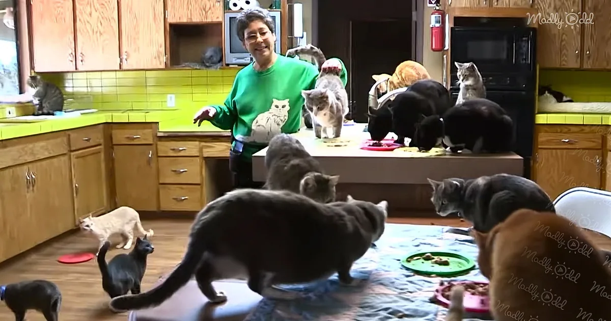 A person in a green shirt stands in a kitchen surrounded by numerous cats eating and moving around.