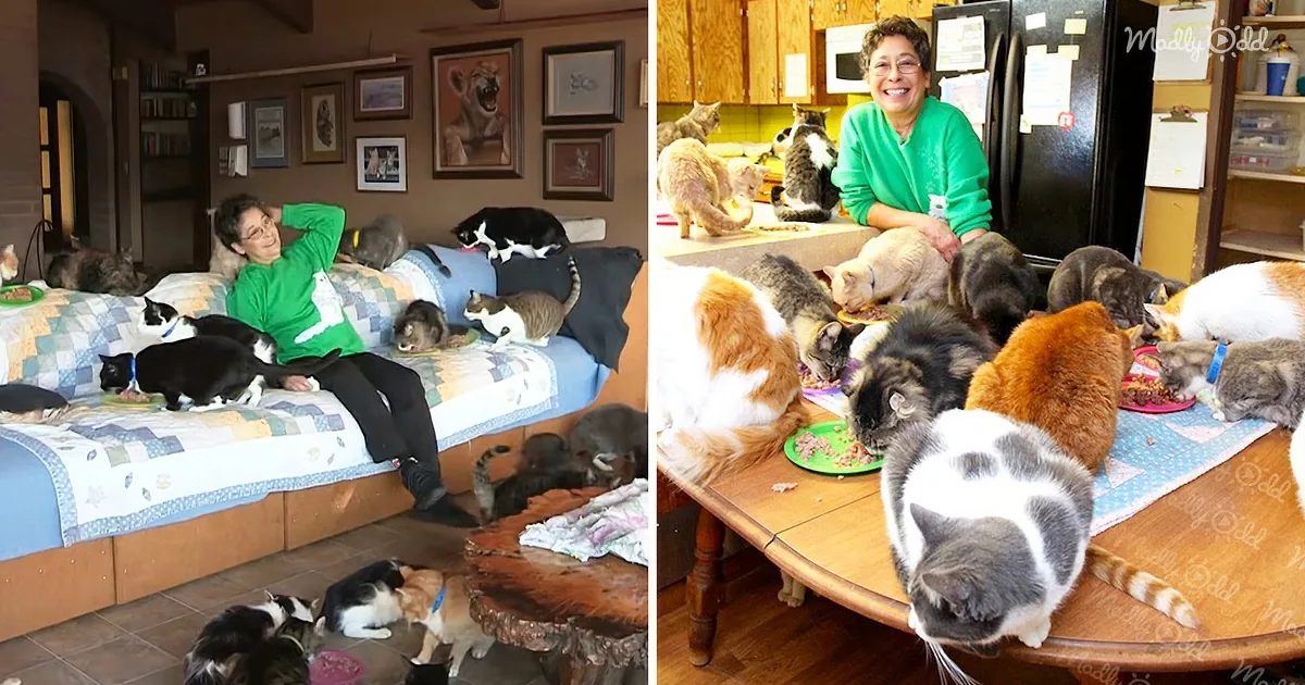 Caring Woman Lives With at Least 1000 Cats