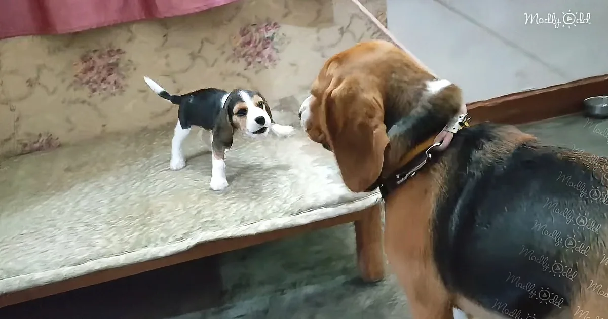 A beagle puppy and an adult beagle are interacting on a couch, with the puppy looking up at the adult.
