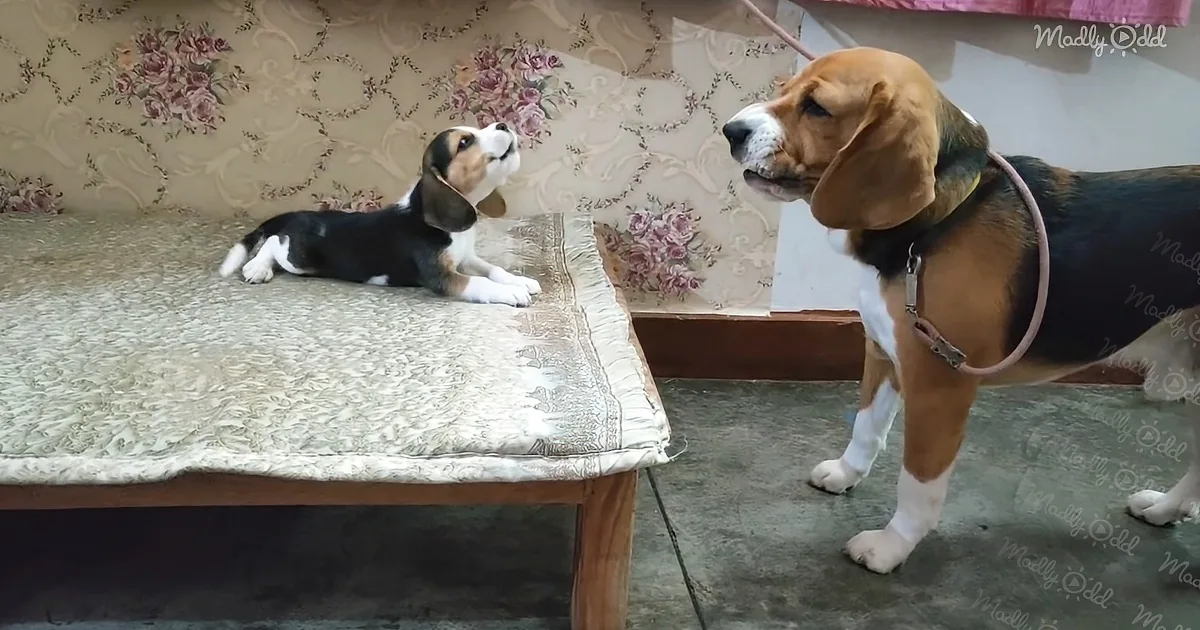 Beagle and His Puppy Have a Lively Conversation
