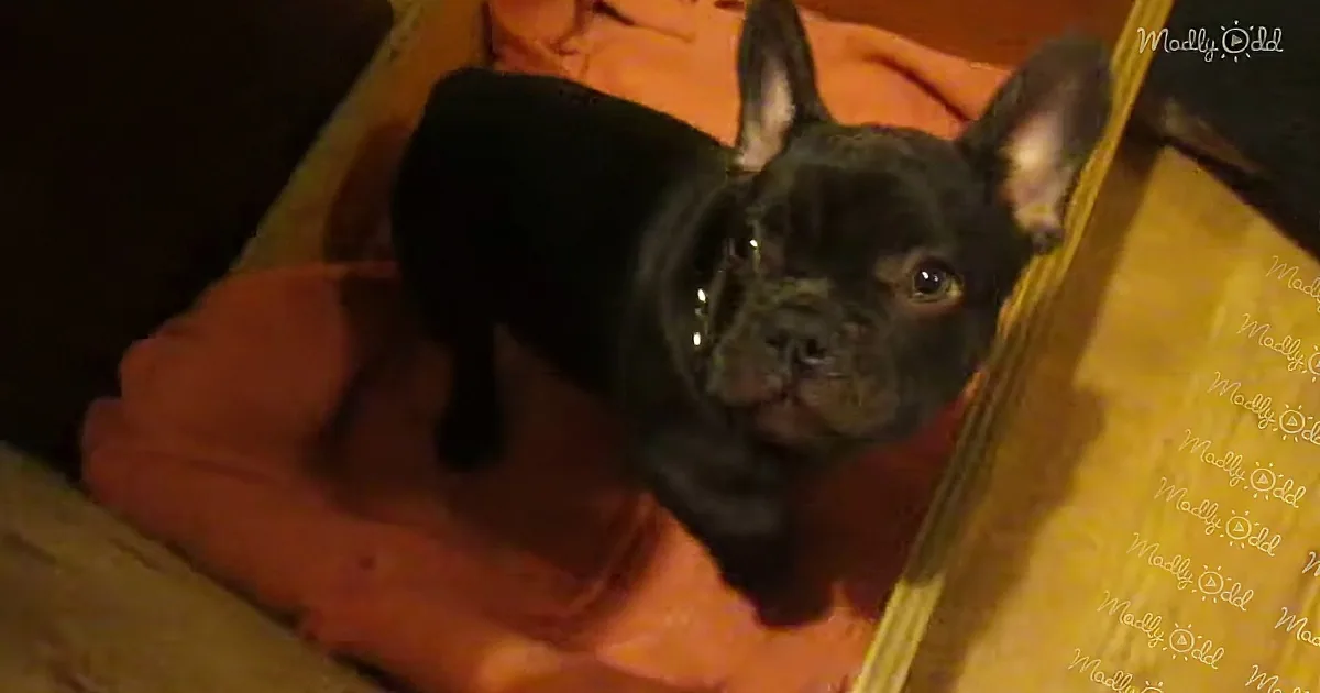 A black French Bulldog puppy stands on an orange blanket, looking alert and curious.
