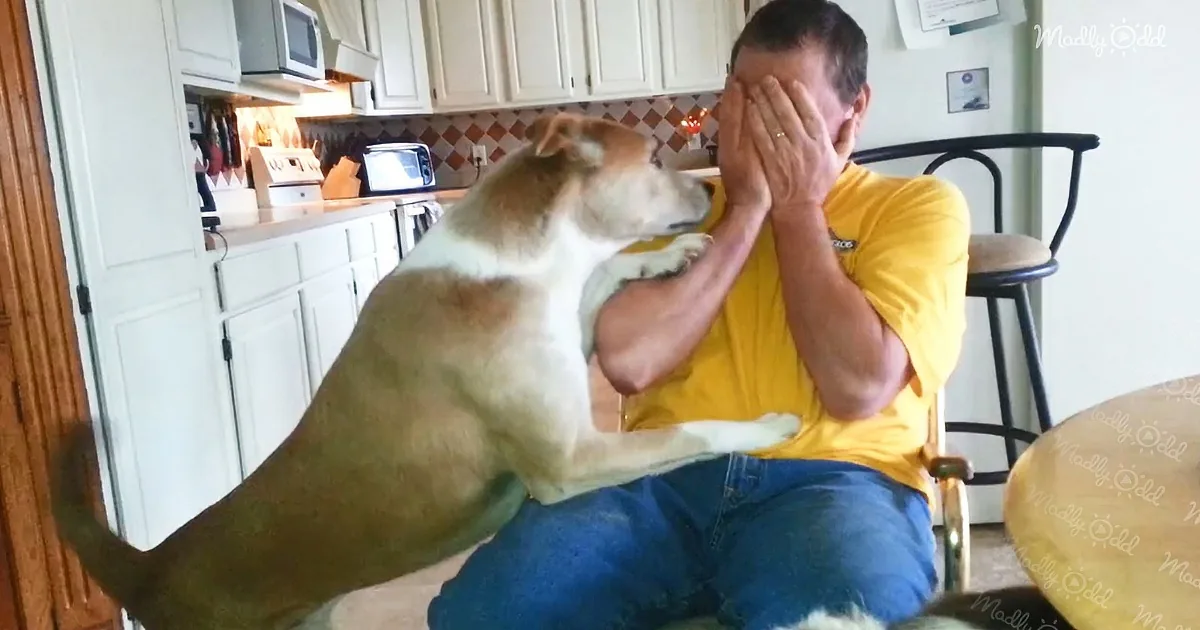 A dog playfully bites a man's hand while he covers his face in a kitchen.