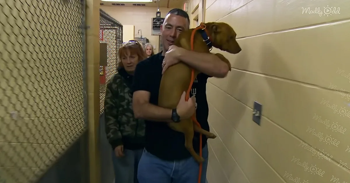 A man hugs a brown dog with an orange leash in a hallway, with another person behind them.