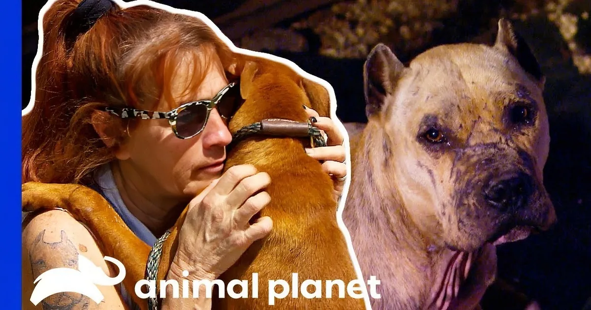 Fighting Dogs Are Rescued and Are Extremely Happy to Be Free