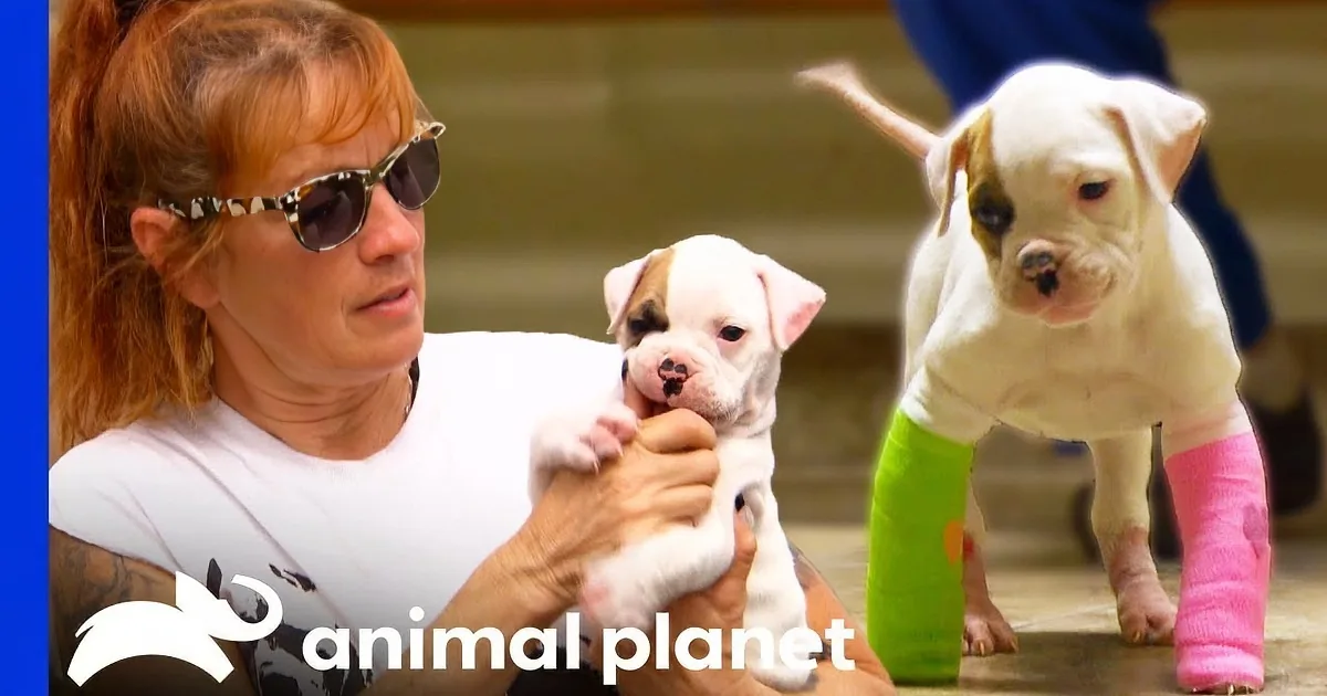 Sweet Rescue Puppy Is Taken in and Learns How to Properly Walk