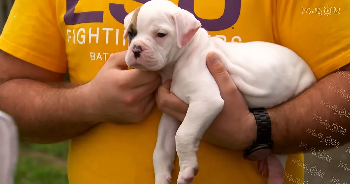 A white puppy with a pink nose is being held by a person in a yellow shirt.