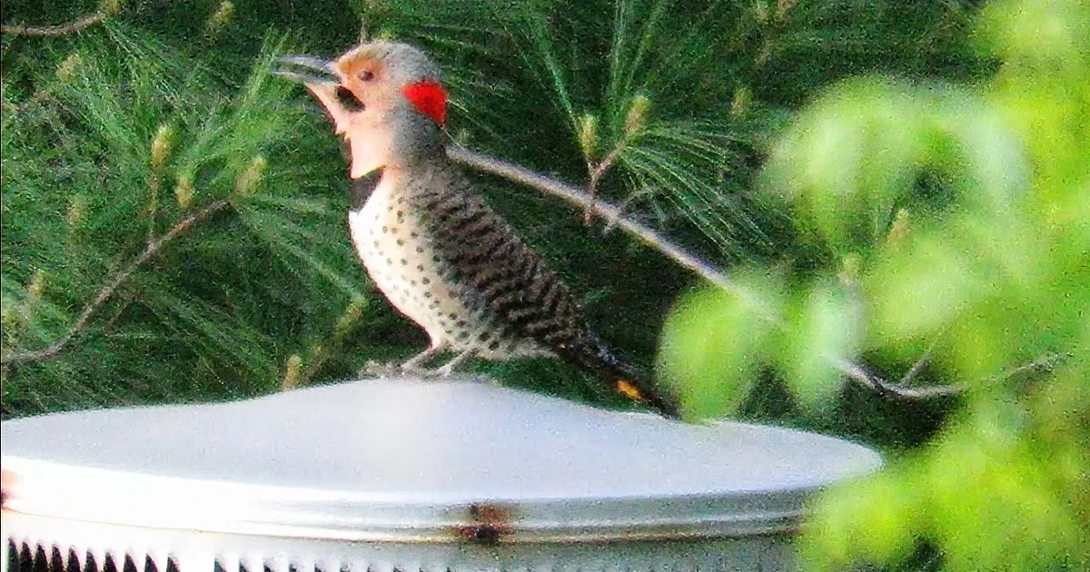 The 'MacHine Gun Woodpecker' Lives up to His Name