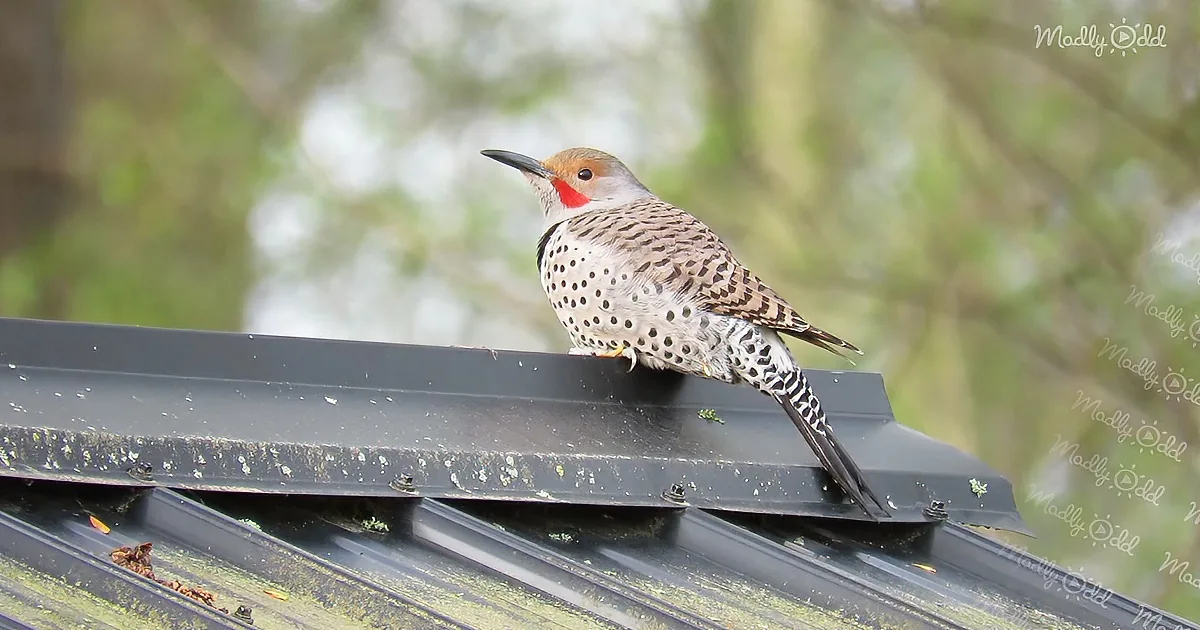 A Northern Flicker woodpecker perches on a mossy roof, showcasing its distinctive spotted plumage and red cheek.