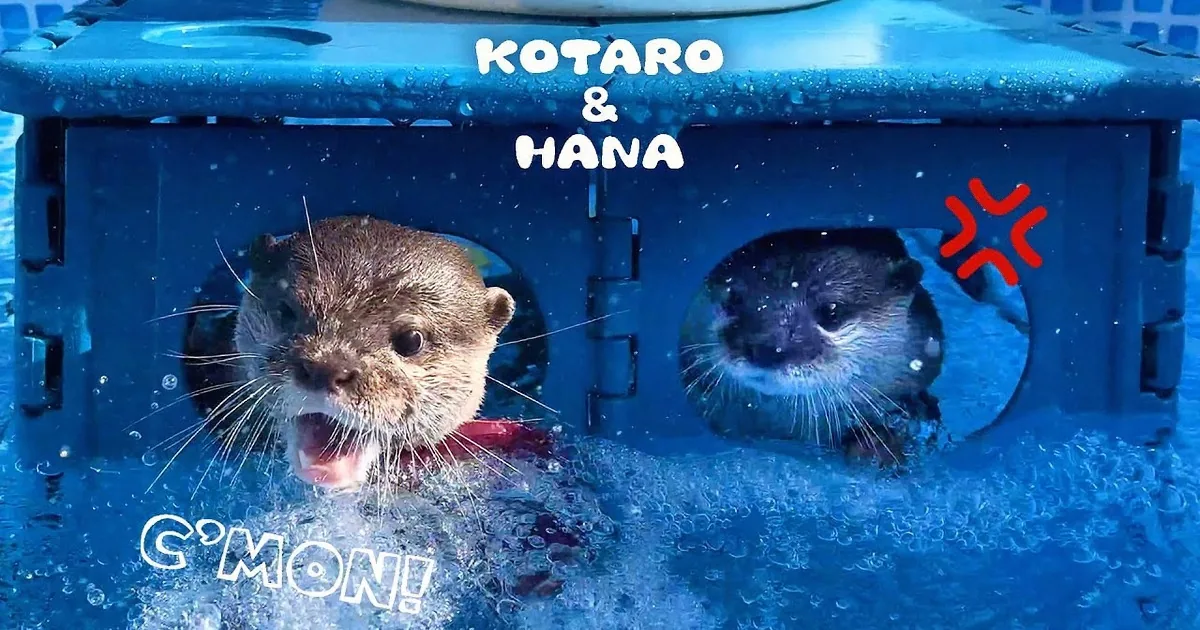 Young Otters Love Playing With the Garden Hose Just as Much as We Do!