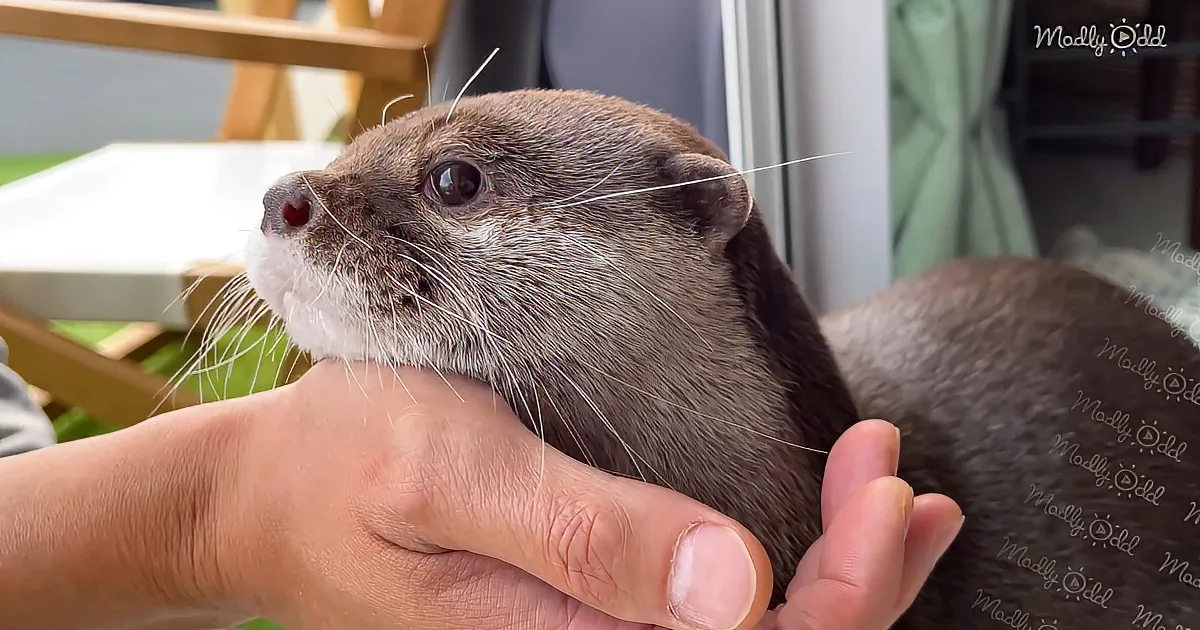 A person holds a small otter with its head resting on their hand, showcasing the otter's whiskers and curious expression.