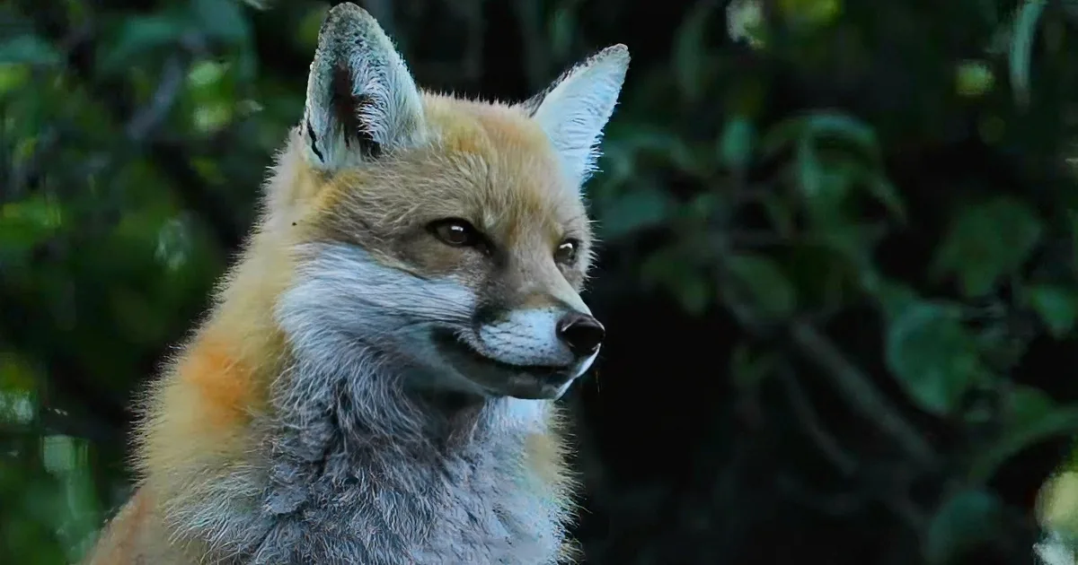 Missing Their Mom, Poor Baby Foxes Just Want to Be Loved