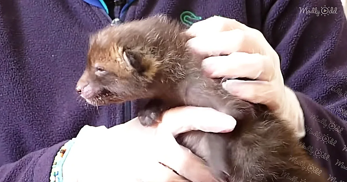 A person holds a small, dark-furred animal, possibly a baby fox, with its mouth slightly open.