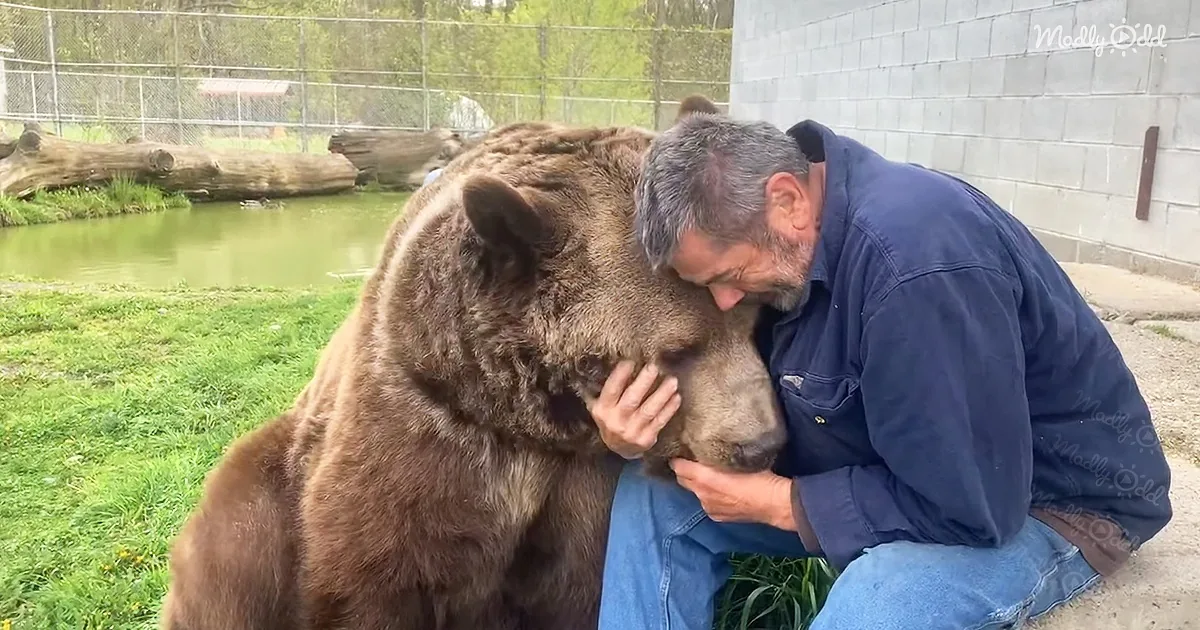 Gentle Orphaned Bear Just Wants to Be Loved Again