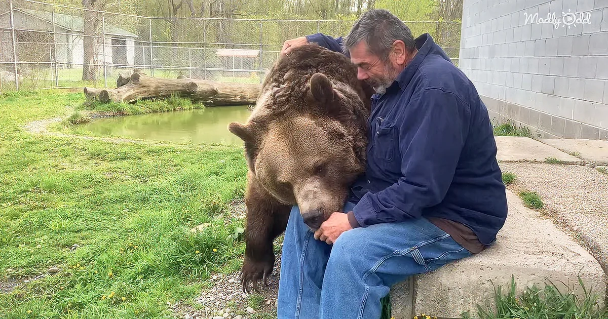 A man sits on a concrete ledge, hugging a large brown bear in a grassy enclosure with a pond and fence.