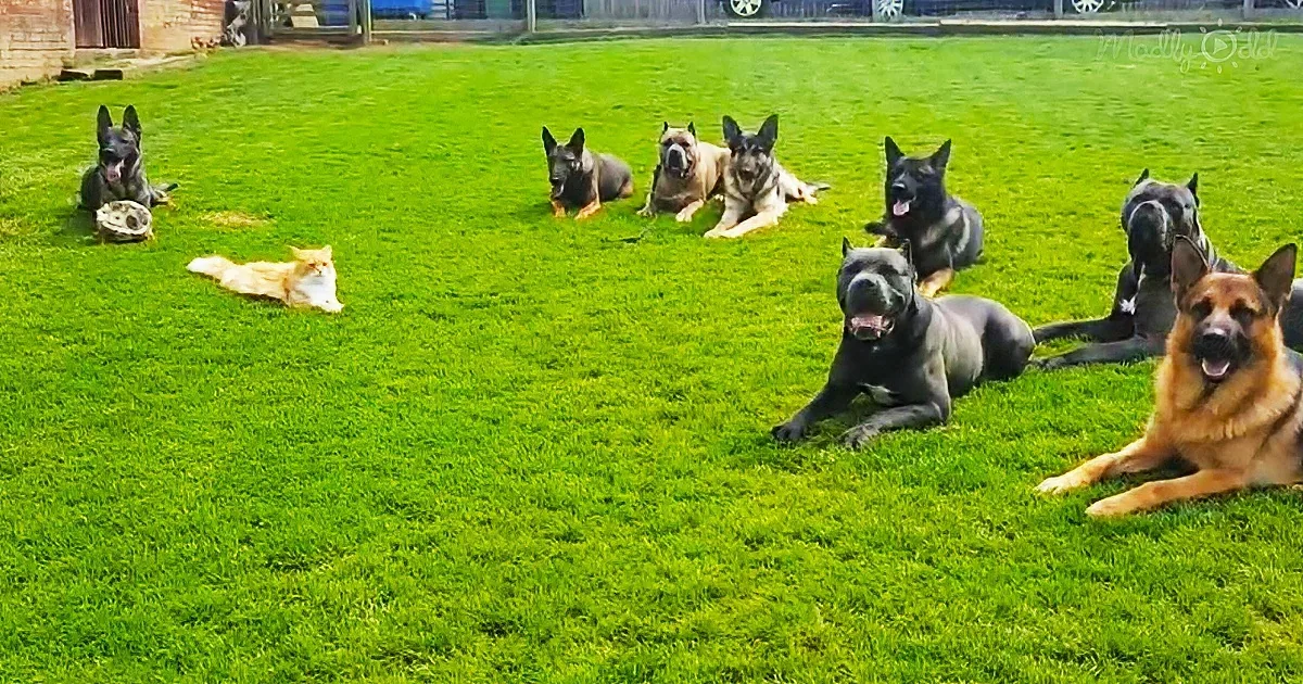 A group of dogs and a cat are lounging on a grassy lawn in a backyard.