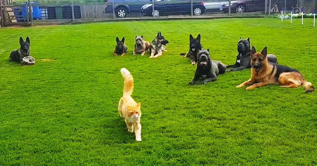 An orange cat walks towards a group of eight dogs lying on a grassy field.
