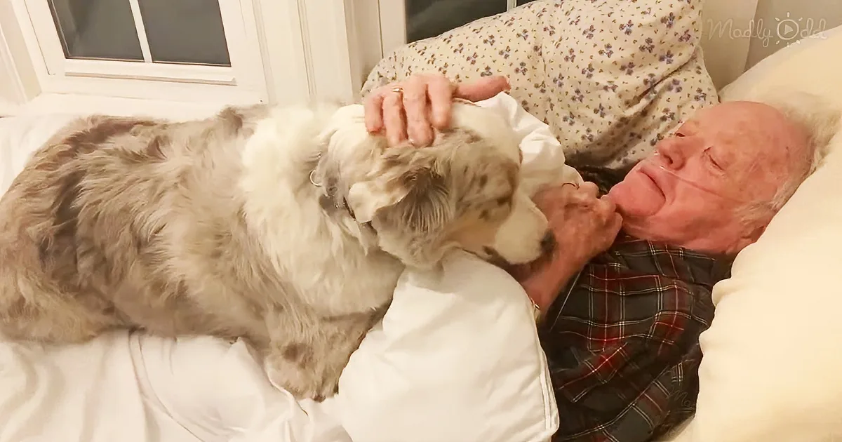 An elderly man lies in bed, petting a large, fluffy dog resting beside him.