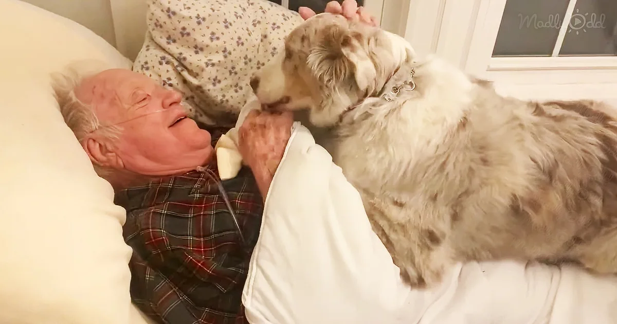 An elderly man lies in bed, holding hands with a fluffy white dog, both appearing calm and content.