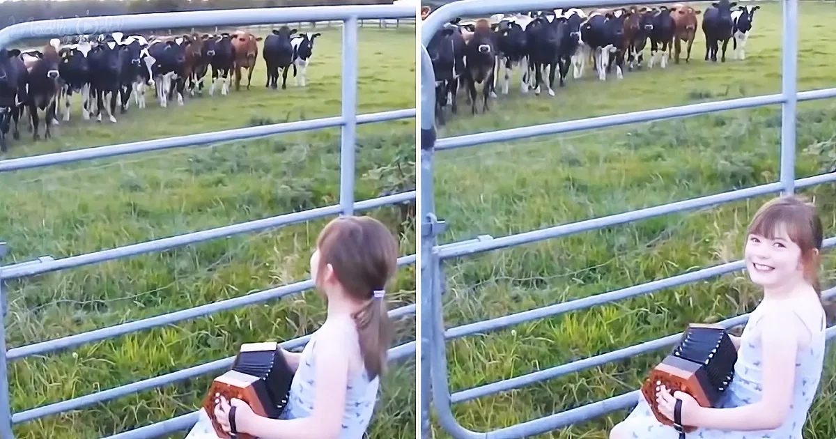 A young girl plays an accordion near a fence, surrounded by cows in a grassy field.