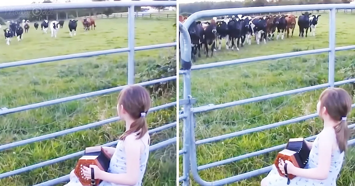 Little Girl Plays Sweet Music for a Herd of Cows