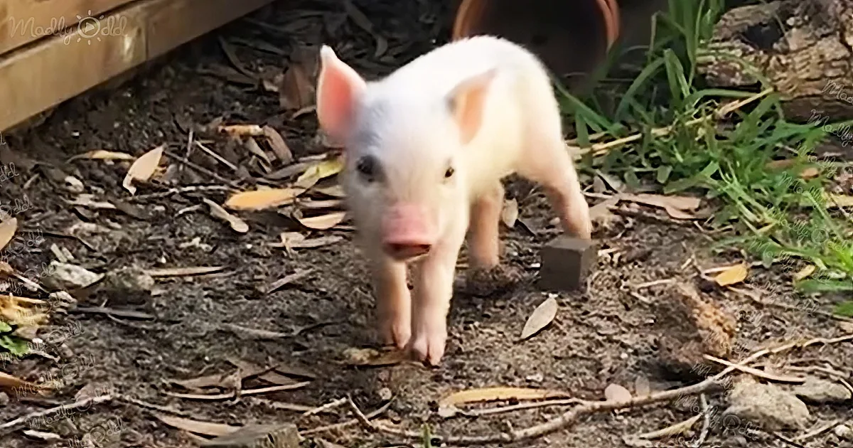 Brave Little Pig Escapes a Truck to Save Her Life